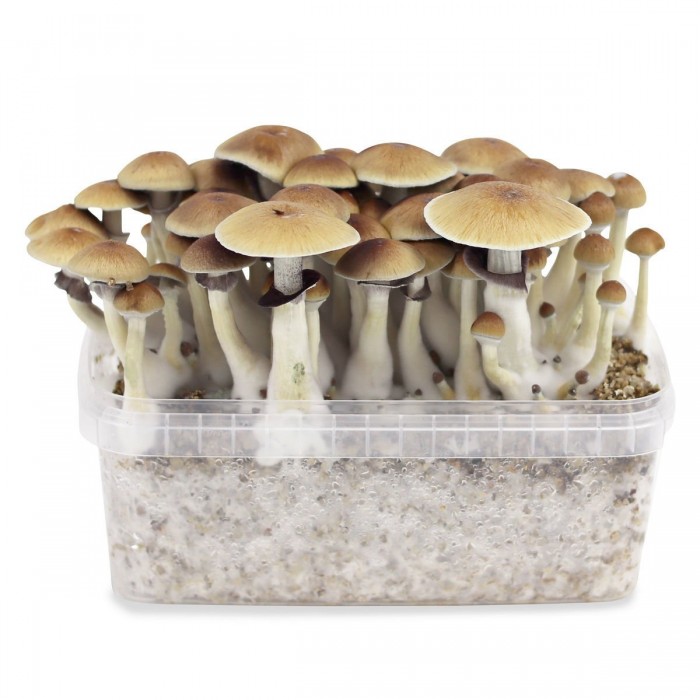 Truffel Growkit Psilocybe Cubensis B+ 1200ml